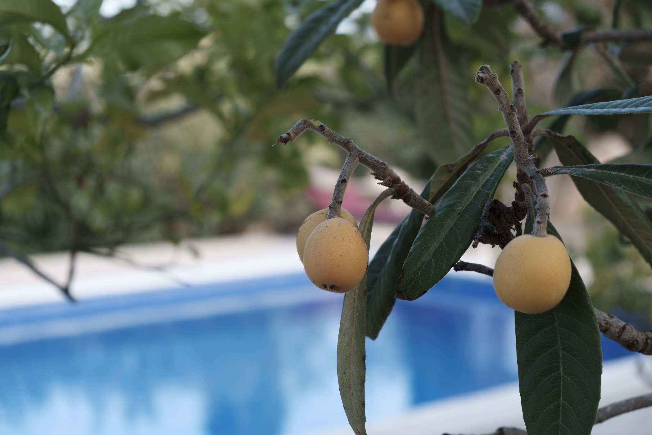 Fruit-Trees-Around-The-Pool
